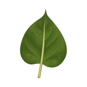 Hình minh họa lá bồ đề vector mẫu số 340
