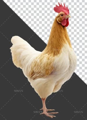 Hình ảnh chú gà mái file PNG mẫu JP182