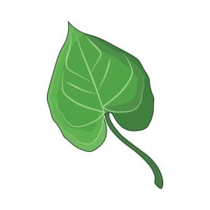 Hình minh họa lá bồ đề xanh file vector mẫu số 637