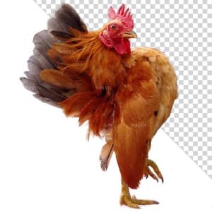 Hình ảnh chú gà trống file PNG mẫu JP185