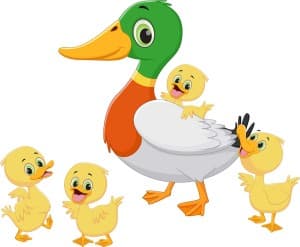 Hình minh họa đàn vịt hoạt hình file vector mẫu số 732