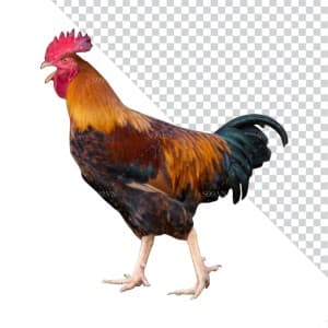 Hình ảnh chú gà trống file PNG mẫu JP177