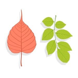 Hình minh họa lá bồ đề vector mẫu số 972