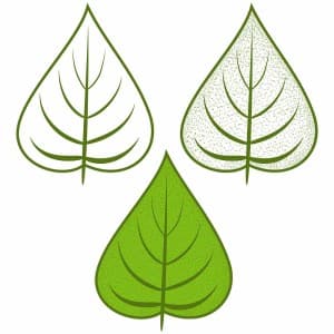 Hình minh họa lá bồ đề xanh file vector mẫu số 228
