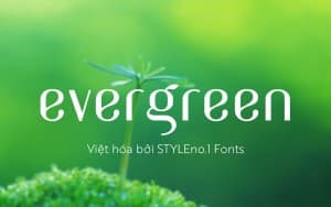 Font chữ mỏng hiện đại, sang trọng, thanh lịch cho thời trang, tạp trí SVN-Evergreen