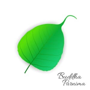 Hình minh họa lá bồ đề xanh file vector mẫu số 651