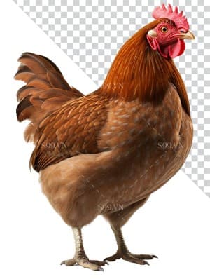 Hình ảnh chú gà mái file PNG mẫu JP151