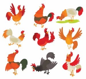 Hình minh họa những chú gà hoạt hình vector mẫu số 948